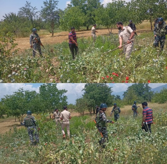'Police destroys Poppy Cultivation in Awantipora'